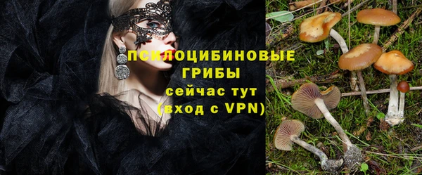 прущие грибы Абаза